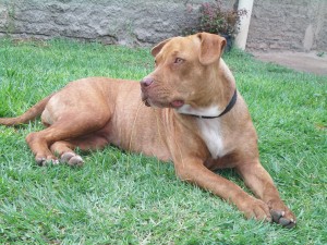 Image of a brown american pitbull