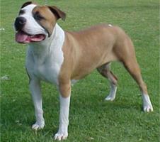 Picture of a Amstafford Pit bull