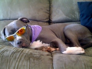 A pit bull relaxing on couch